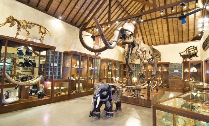 photo Jumbo wash the elephants & lunch 4