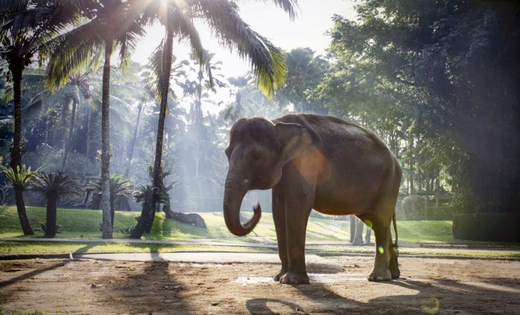 photo Jumbo wash the elephants & lunch 6